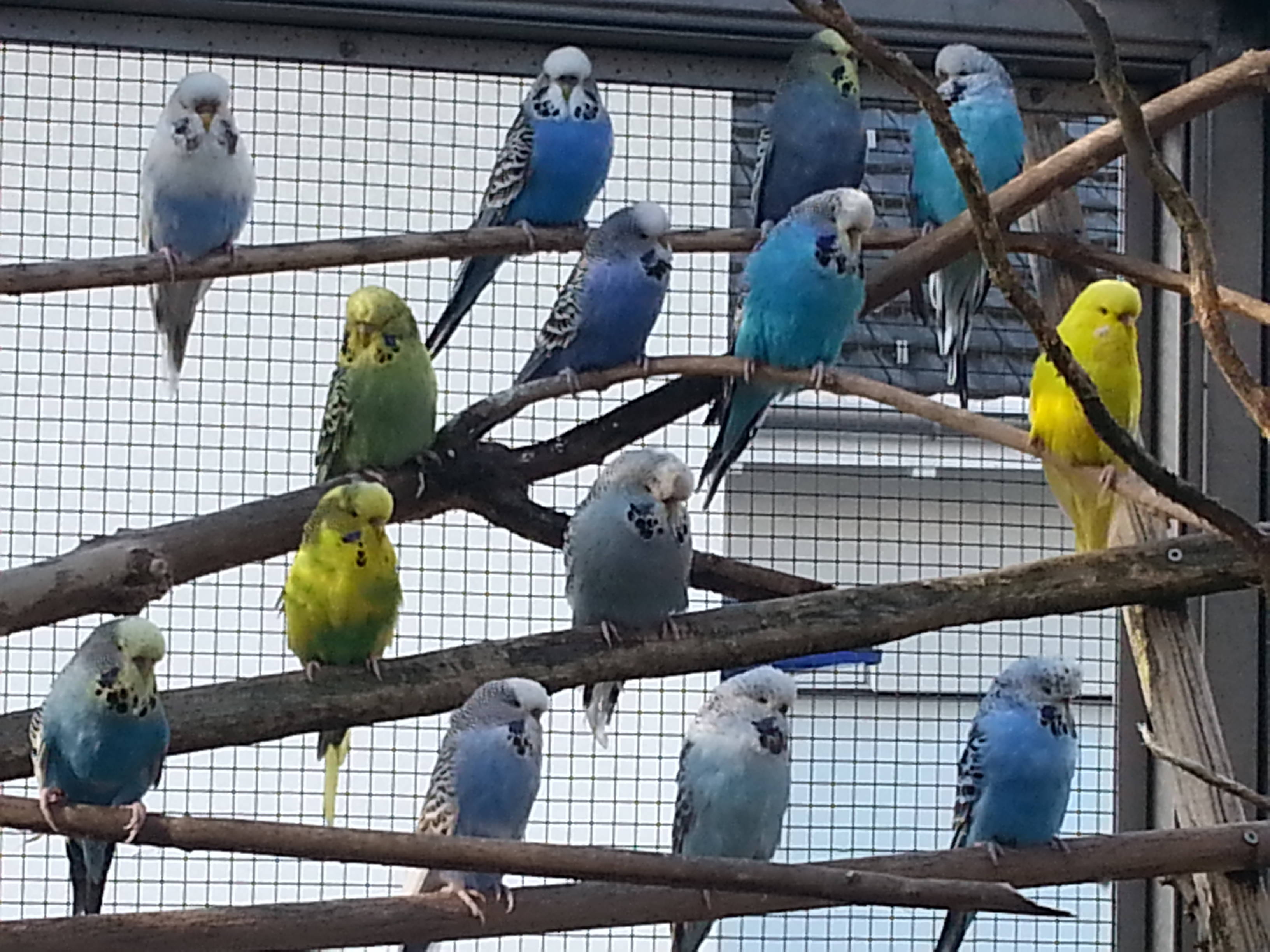 diverse Wellensittiche